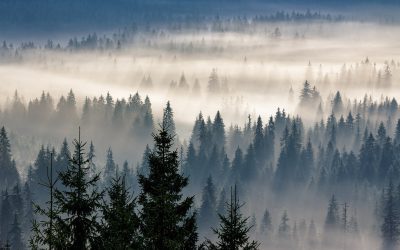 21 de Marzo: Día Internacional de los Bosques